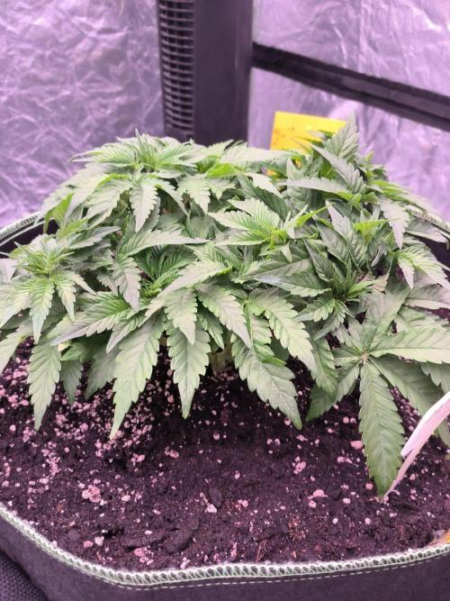 Northern Lights. Week 6