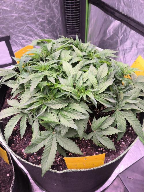 Northern Lights. Week 6