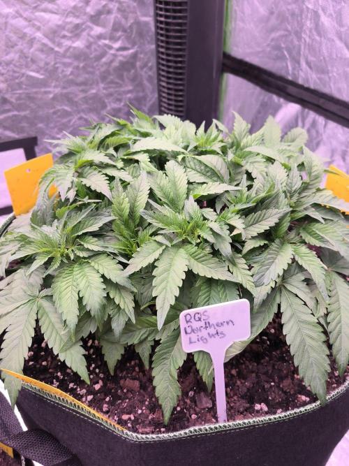 Northern Lights. Week 6