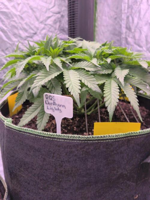 Northern Lights. Week 6