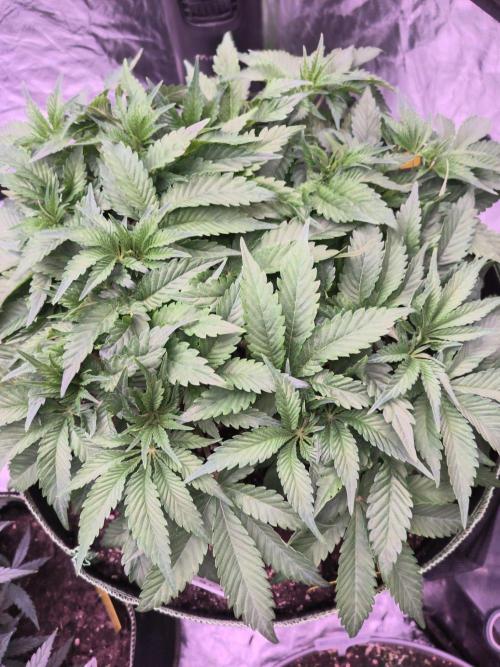 Northern Lights. Week 6