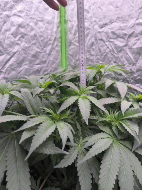 StickyBoof. Week 7