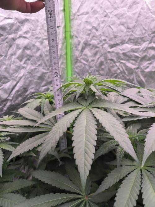 StickyBoof. Week 7