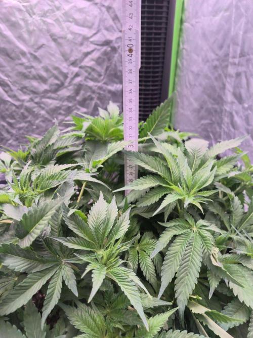 Northern Lights. Week 7