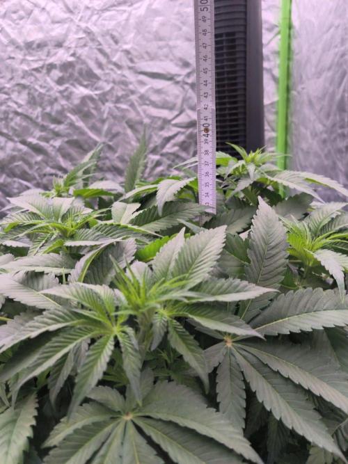 Northern Lights. Week 7