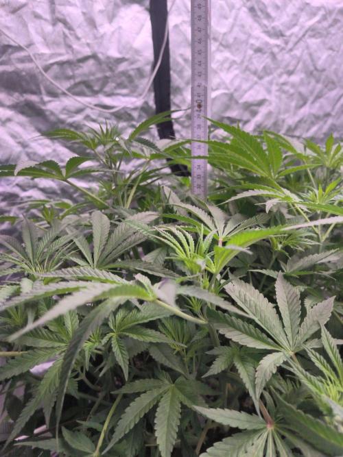 Red Wine -Seeds Genetics. Week 6