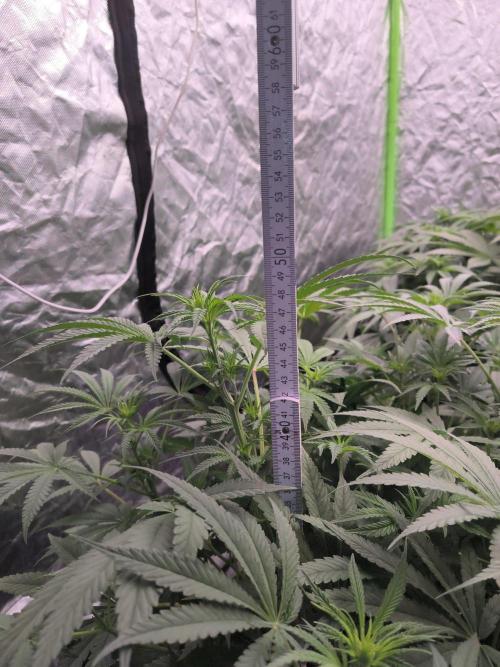 Red Wine -Seeds Genetics. Week 6