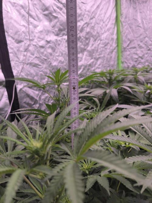 Red Wine -Seeds Genetics. Week 7