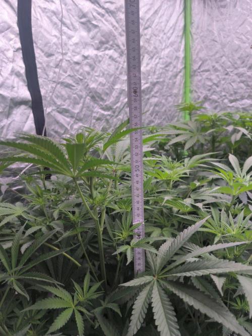 Red Wine -Seeds Genetics. Week 7