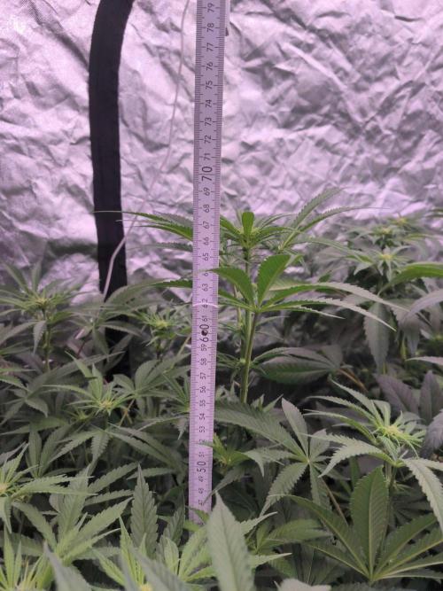 Red Wine -Seeds Genetics. Week 7