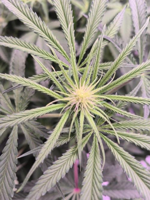 Red Wine -Seeds Genetics. Week 7