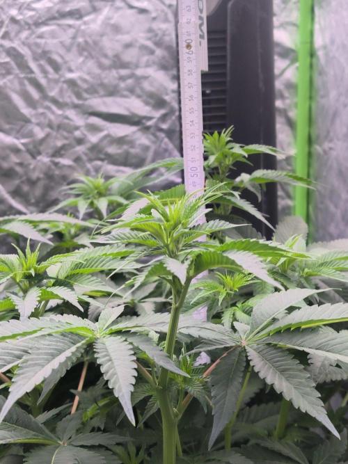Northern Lights. Week 8