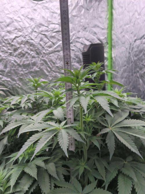 Northern Lights. Week 8