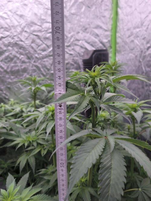 Northern Lights. Week 8