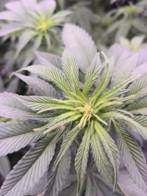 Northern Lights. Week 8