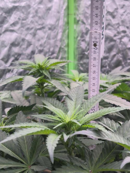 StickyBoof. Week 8
