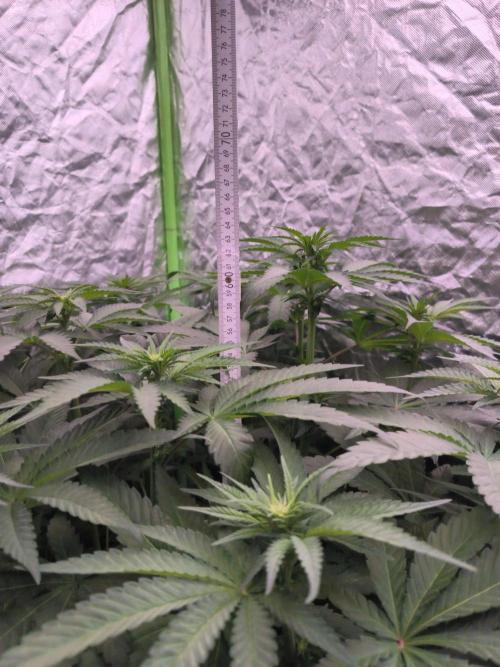 StickyBoof. Week 8