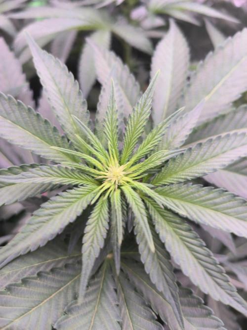 StickyBoof. Week 8