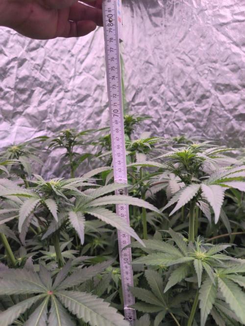 StickyBoof. Week 8