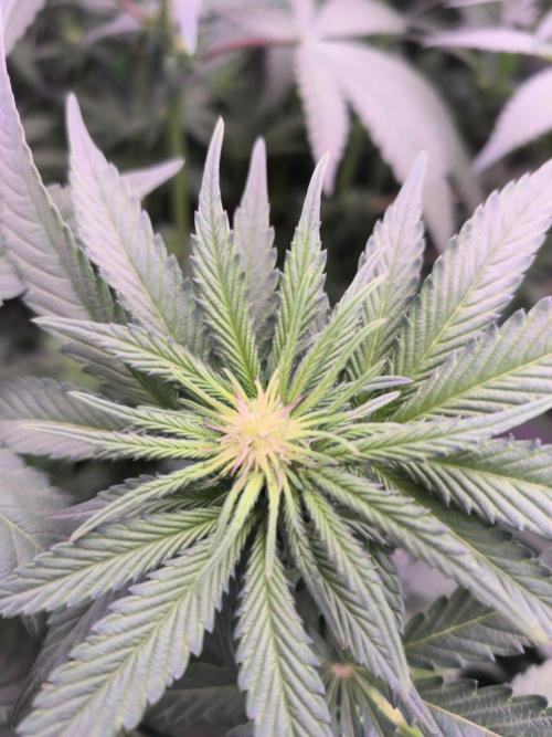 StickyBoof. Week 8