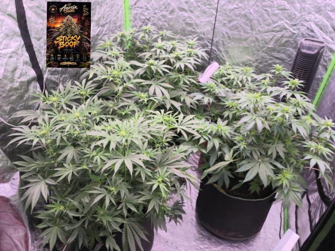 StickyBoof. Week 8