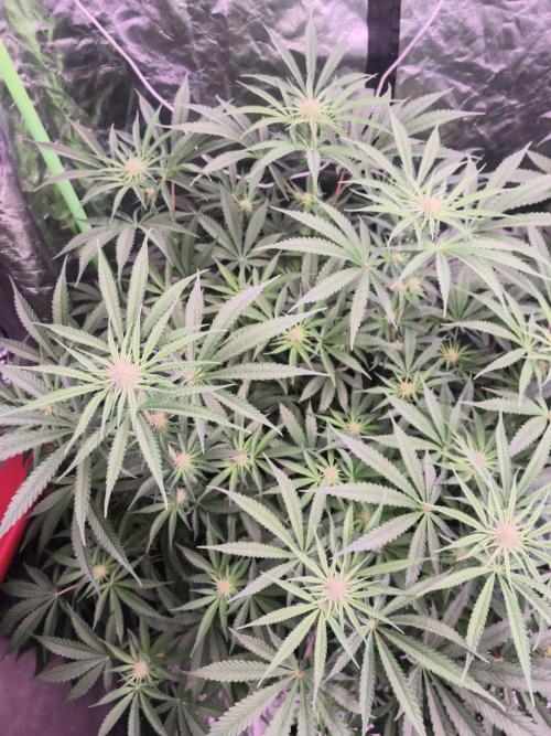 Red Wine -Seeds Genetics. Week 8