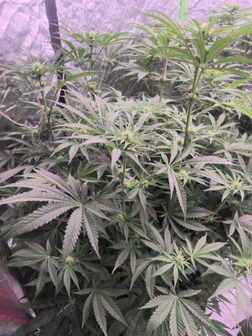 Red Wine -Seeds Genetics. Week 8