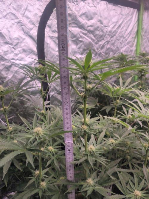 Red Wine -Seeds Genetics. Week 8