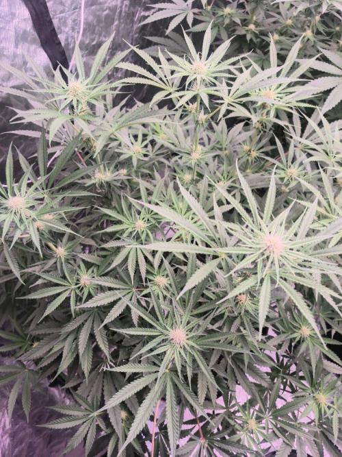 Red Wine -Seeds Genetics. Week 8