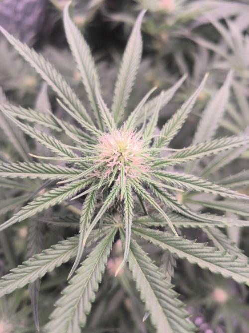 Red Wine -Seeds Genetics. Week 8