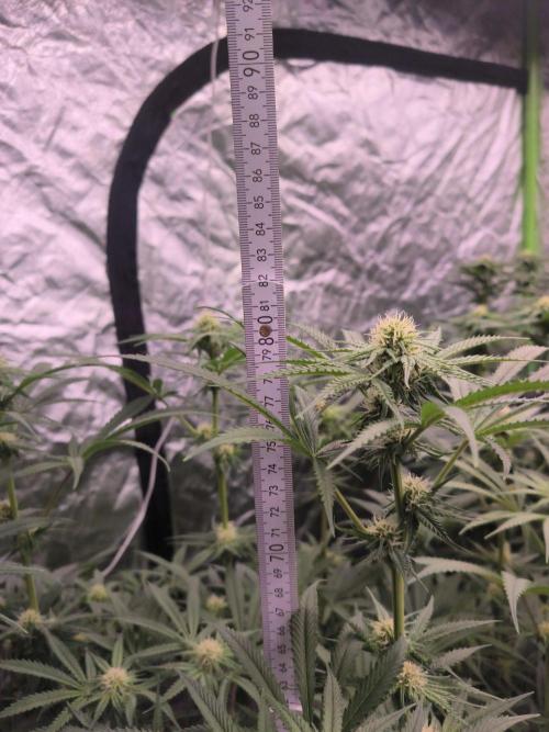 Red Wine -Seeds Genetics. Week 8