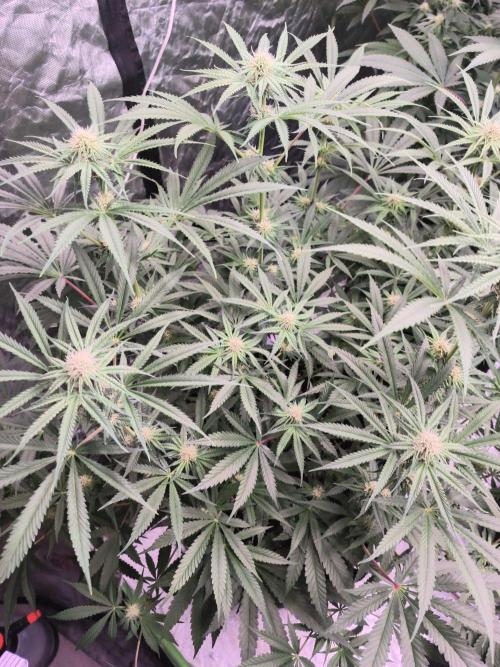 Red Wine -Seeds Genetics. Week 8