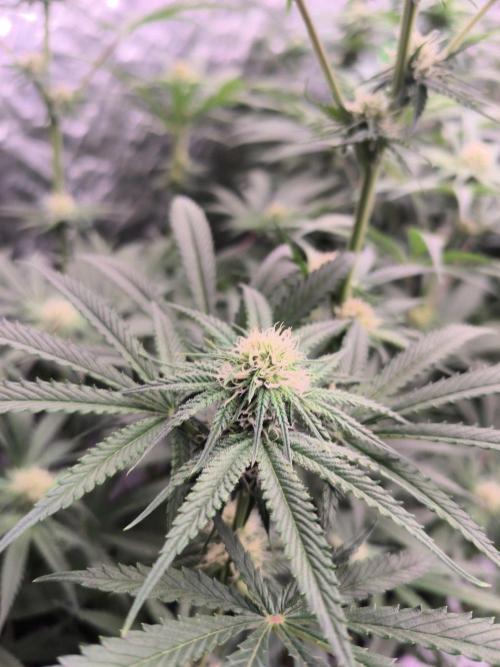 Red Wine -Seeds Genetics. Week 8