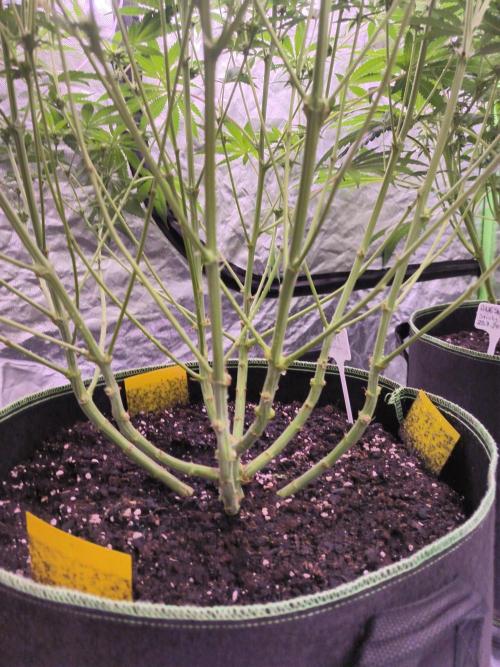 Red Wine -Seeds Genetics. Week 8