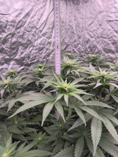 StickyBoof. Week 9