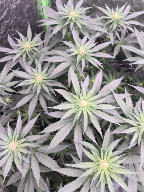 StickyBoof. Week 9