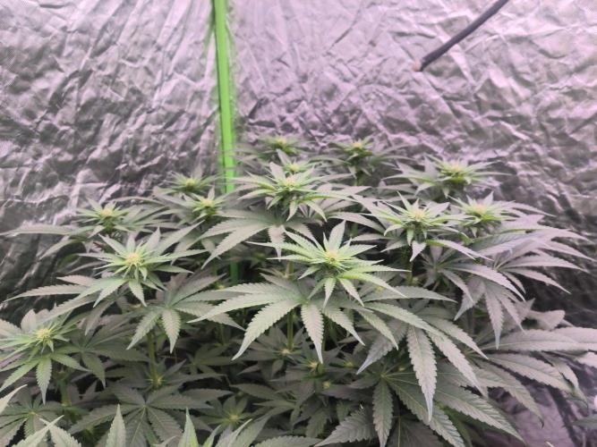StickyBoof. Week 9