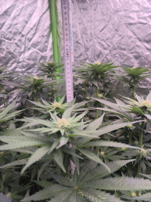 StickyBoof. Week 9