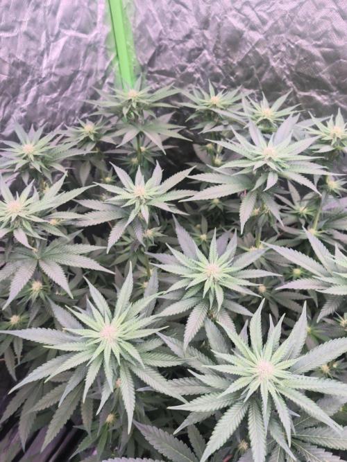 StickyBoof. Week 9