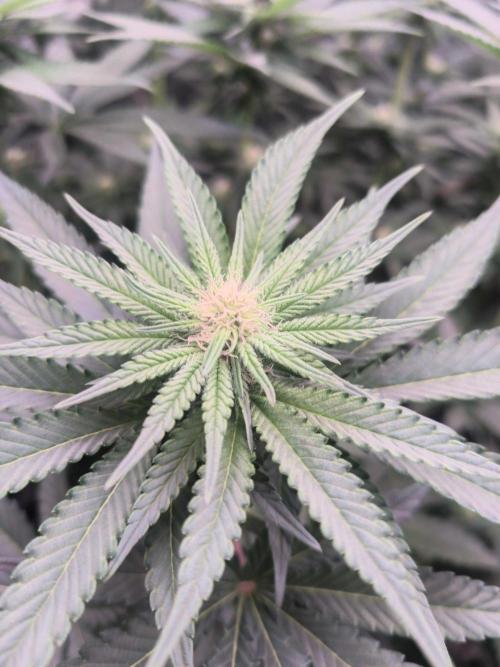 StickyBoof. Week 9