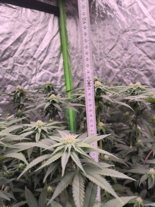 StickyBoof. Week 9