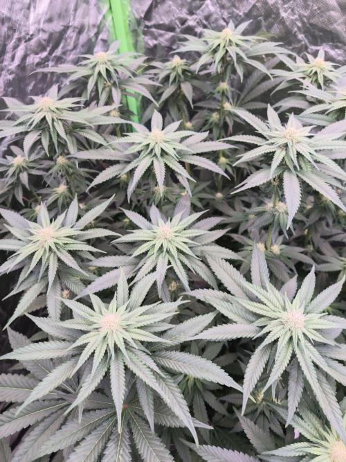 StickyBoof. Week 9
