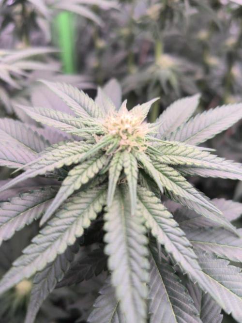 StickyBoof. Week 9