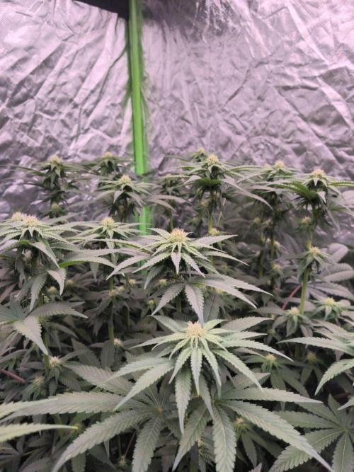 StickyBoof. Week 9