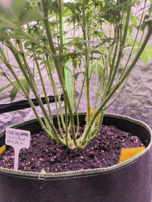 StickyBoof. Week 9