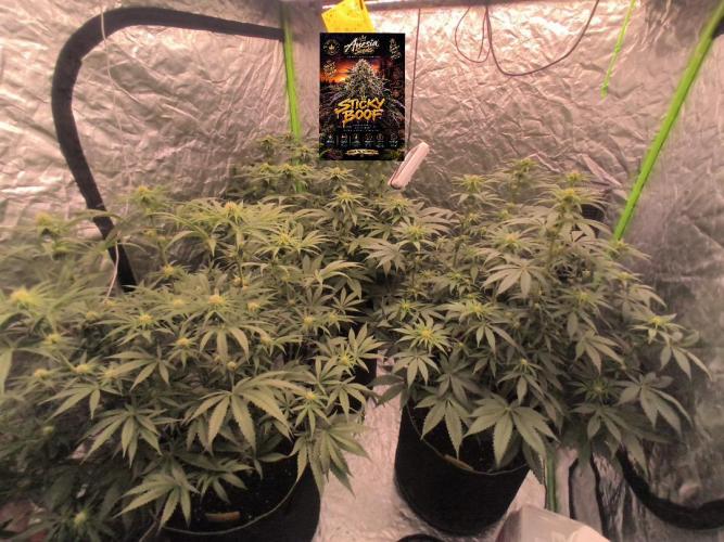 StickyBoof. Week 9