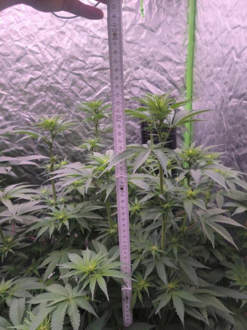 Northern Lights. Week 9