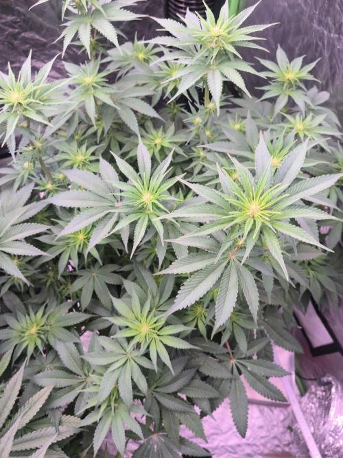 Northern Lights. Week 9