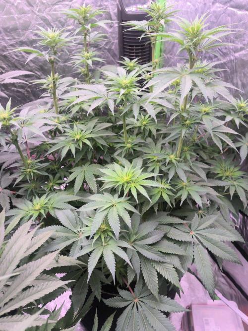 Northern Lights. Week 9