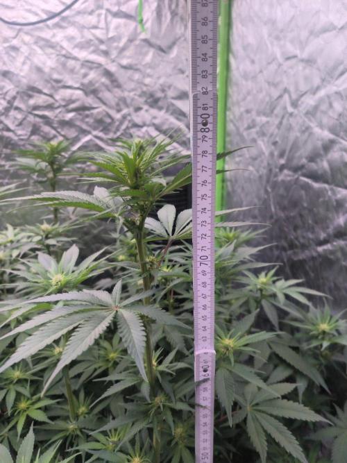 Northern Lights. Week 9